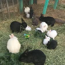 All are less than six months old, and are very gentle and used to being handled. Rabbits And Bunnies For Sale Pet Rabbits Near Me Farm Bunnies Rabbits Inland Empire Ca Southern Ca Rodents For Sale High Rabbits For Sale Pet Rabbit Pets
