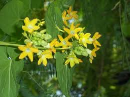 Image result for Telosma