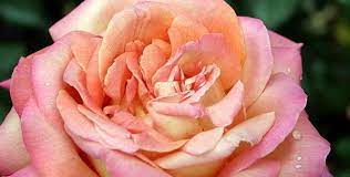 Start date 36 minutes ago; Hybrid Tea Rose Rosa Chicago Peace
