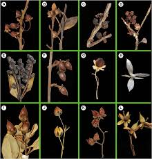 Image result for Pentaphylacaceae