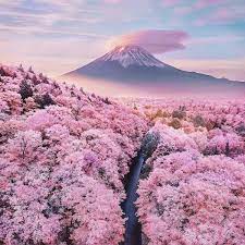 5 Best Cherry Blossom Spots (a.k.a. Sakura) Around Mount Fuji - Article ...