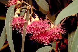 We are blessed with some interesting australian native animals. Australian Native Plants Society Australia Home Facebook