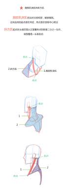 春哥课堂 人体躯干肌肉到底怎么画 比例 穿插 动漫 短篇 四格漫画 画画的春哥 原创作品 站酷 zcool in 2021 map