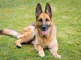 Search only for german sheppard 15 Dogs That Look Like German Shepherds
