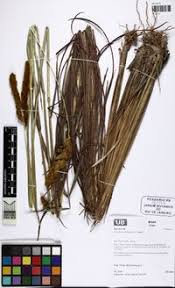 Image result for Eriochrysis