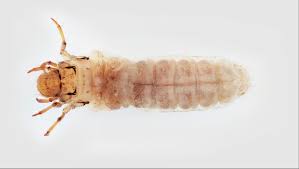 Image result for Trichopteryx elegantula