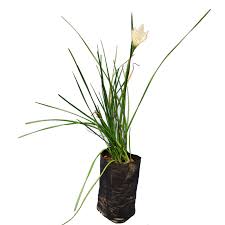 Image result for Zephyranthes candida