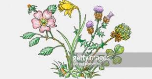 Illustration Of English Rose Welsh Leek Daffodil Scottish Thistle English Roses Welsh Tattoo Wildflower Tattoo