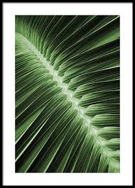 Floral Posters Botanical Prints Plant Posters Desenio Co Uk Online Wall Art Country Wall Art Botanical Poster