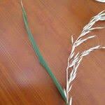 Image result for Eragrostis racemosa