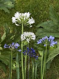 Image result for Agapanthus codii