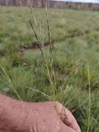 Image result for Eragrostis plana