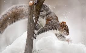 Image result for squirrels in the snow
