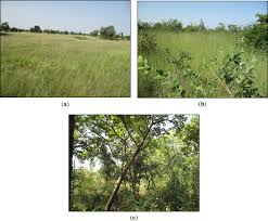 Image result for Andropogon pseudapricus