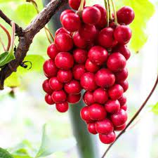 We did not find results for: Magnolia Berry Five Flavor Berry Seeds Schisandra Chinensis