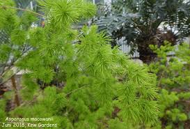 Image result for Asparagus macowanii