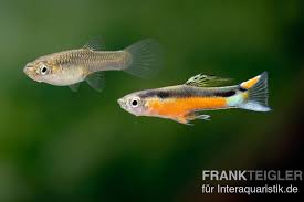 However, because of the close relationship to. Endler Guppy Santa Maria Bleeding Heart Kaufen