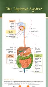 | teaching about the digestive system can be easier for you with preplanned lessons, units, and additional teaching resources. The Digestive System Interactive Worksheet By Kelly Hollis Wizer Me