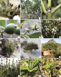 Image result for Sabicea