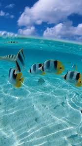 Pin By Veronica Ortega On Amazing World Tropical Fish Cat Wallpaper Fish Wallpaper