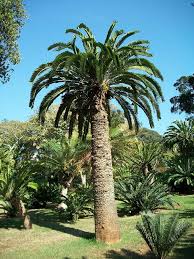 Image result for Heywoodia