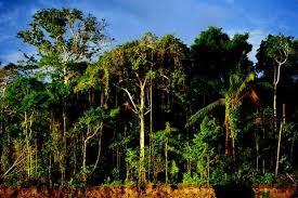 Are you done tolerating the company of unwanted guests? Comparative Canopy Biology And The Structure Of Ecosystems Springerlink