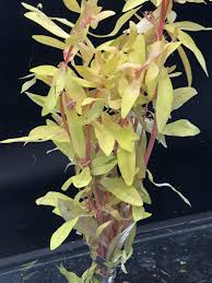 Image result for Nesaea