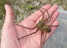 Maybe you would like to learn more about one of these? Fake Or Real The Giant Florida Cane Spider Living It Well Way Of A Healthy Lifestyle