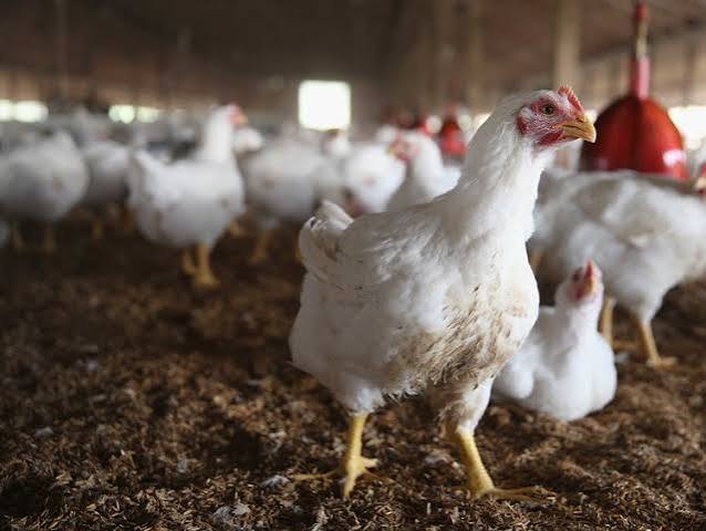Farm landscape with chickens
