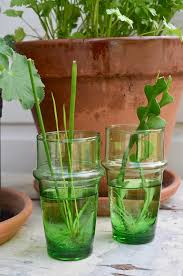Identify the location where you will snip your cutting from the main plant. Woodwoolstool Plant Cuttings
