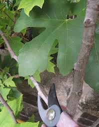 The dormant spray suffocates insects on the trees. Pruning Fig Trees When And How To Prune Fig Trees