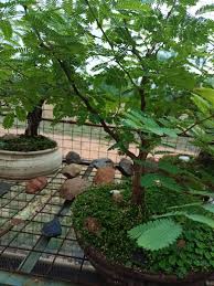 Image result for Entada stuhlmannii