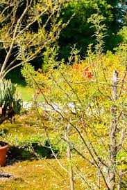 Image result for Acacia karroo