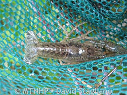 Image result for Ochna macrocalyx