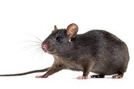 How Long Do Rats Live Griffin Pest Solutions