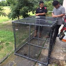 Kucing tidak lagi menggunakan kotak kotoran untuk buang air kecil karena mereka stres, memiliki masalah kesehatan tertentu, atau karena kotak kotoran jarang dibersihkan. Buat Sangkar Kucing Guna Pvc Pagar Rumah