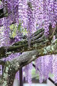Pin By The Garden Diva On Wisteria Wind Pretty Trees Beautiful Flowers Purple Flowers