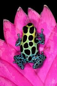 Black And Yellow Spotted Frog Spotted Poison Dart Frog On Ginger Flower By Kay Berry Dart Frog Frog Poison Dart Frogs