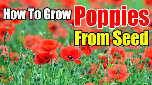 Most poppy varieties grow best in full sun, and can really be planted anywhere without too much shade. How To Grow Poppies From Seed Indoors Youtube