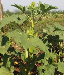 I love the hairy pod, the gooey slime and the soft texture. Okra Cajum Delight Die Samengreisslerei