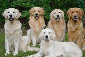 Golden Retriever Breed Profile Australian Dog Lover