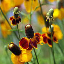 Ratibida Seed Mexican Hat Flower Seeds