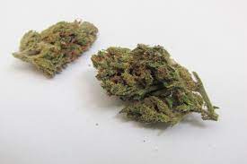 Super Silver Haze Why Colorado Tokers Love This Strain Westword