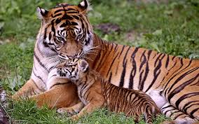 Corbett Wildlife Tours & Travel Guide Blog | Page 15