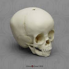 1 1 2 Year Old Human Child Skull Bc 216 Skull Anatomy Skull Skull Art Drawing