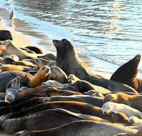 Terrifying moment huge sea lions chase tourists off popular California beach