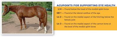 When combined with traditional psychotherapy, activities involving horses can help people suffering from a range of mental conditions, including depression and adhd. Support Your Horse S Eye Health With Acupressure Equine Wellness Magazine