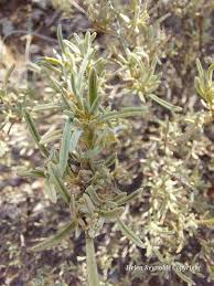 Image result for Syncolostemon canescens