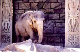 The conservatory & botanical gardens at the bellagio hotel in las vegas were something to see! Secret Garden With White Lions And Tigers At Las Vegas S Mirage Hotel Wanderwisdom