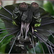 Allium Ampeloprasum Bat Flower Bat Plant Black Flowers